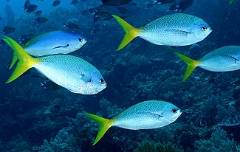 Raja Ampat 2016 - Caesio cining - Yellowtail fusilier - Caesio au ventre rouge - IMG_4600_rc